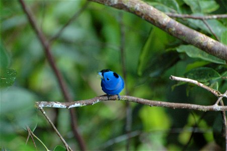 Black naped monarch (Hypothymis azurea) in Borneo