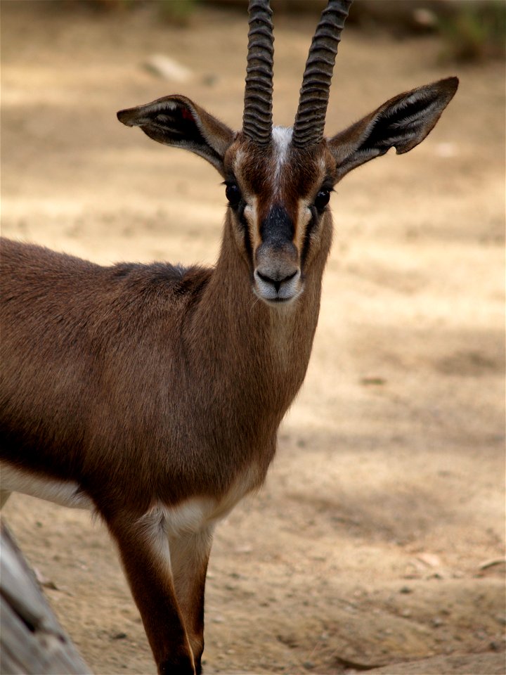 Cuvier's Gazelle, an endangered species of gazelle in Tunisia. The cuvier gazelle weighs up to 35 kilos and is 70 cm tall.