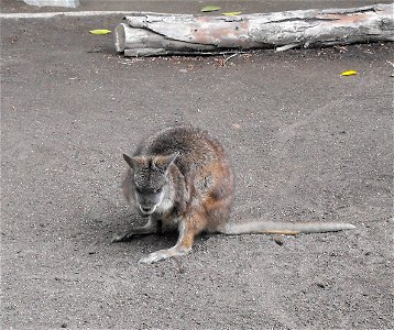 Macropus parma at the San Diego Zoo, California, USA.