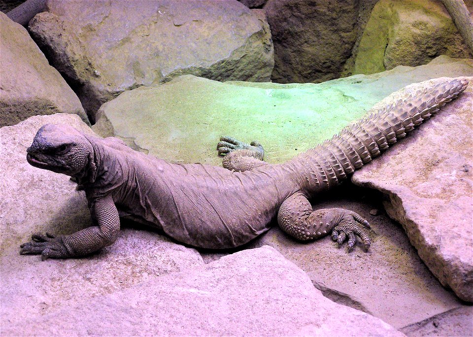 Egyptian spiny tail lizard Uromastyx aegyptius at Bristol Zoo, Bristol, England.

Photographed by Adrian Pingstone in May 2005 and released to the public domain.