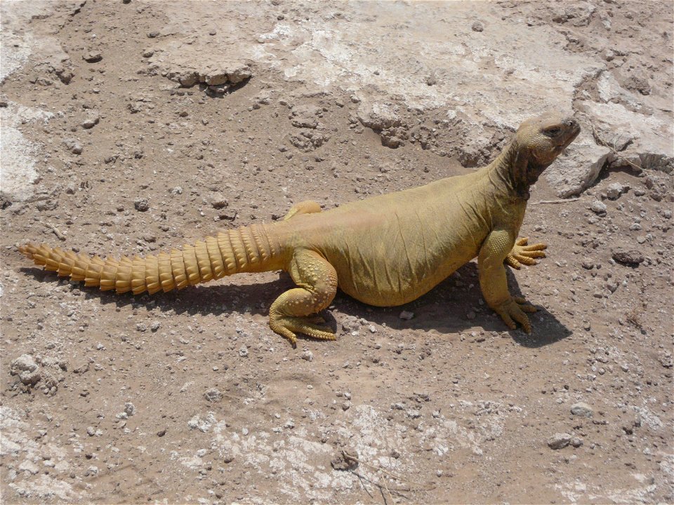 Uromastyx aegyptia microlepis basking in the sun in Al Anbar, Iraq.