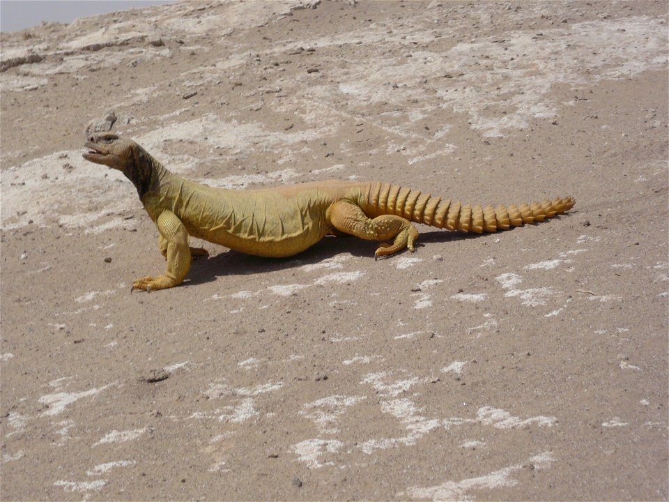 A uromastyx basking in the sun in Al Anbar, Iraq. U. aegyptia microlepis