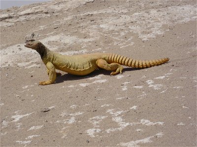 A uromastyx basking in the sun in Al Anbar, Iraq. U. aegyptia microlepis