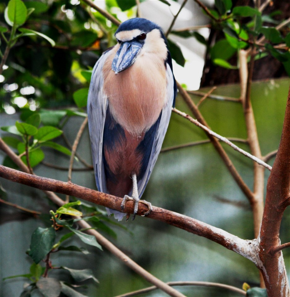 Boat-billed Heron, Cochlearius cochlearius in ZOO Dvůr Králové, Czech Republic