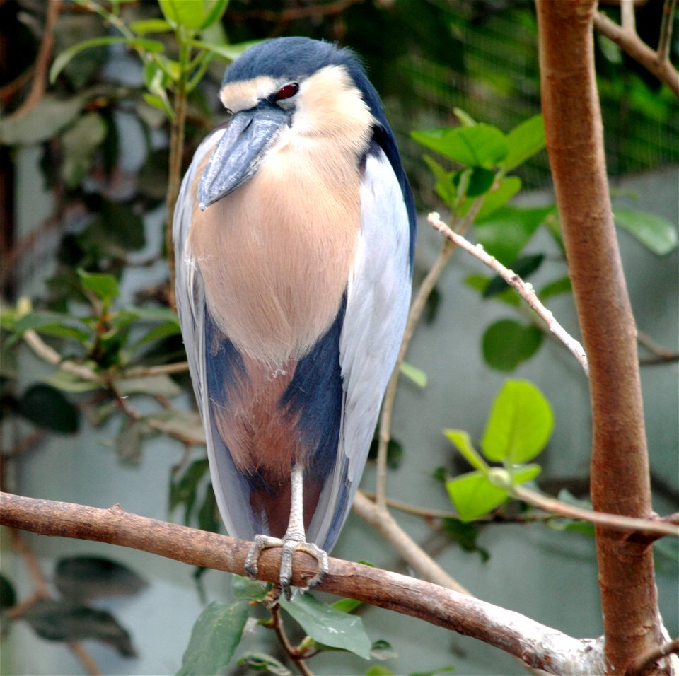 Boat-billed Heron, Cochlearius cochlearius in ZOO Dvůr Králové, Czech Republic
