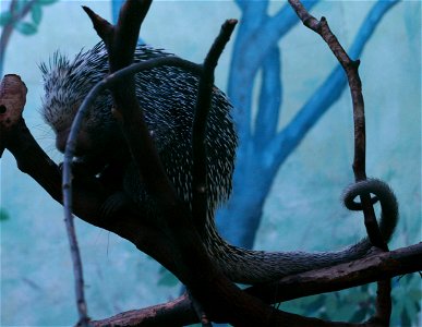 Brazilian Porcupine (Coendou_prehensilis) at the Buffalo Zoo photo