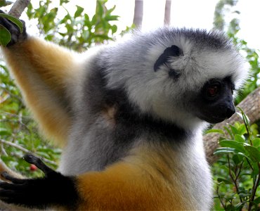 Photo taken in Mantadia National Park, Madagascar.
