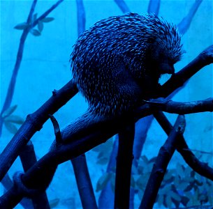 Brazilian Porcupine (Coendou prehensilis) at the Buffalo Zoo photo