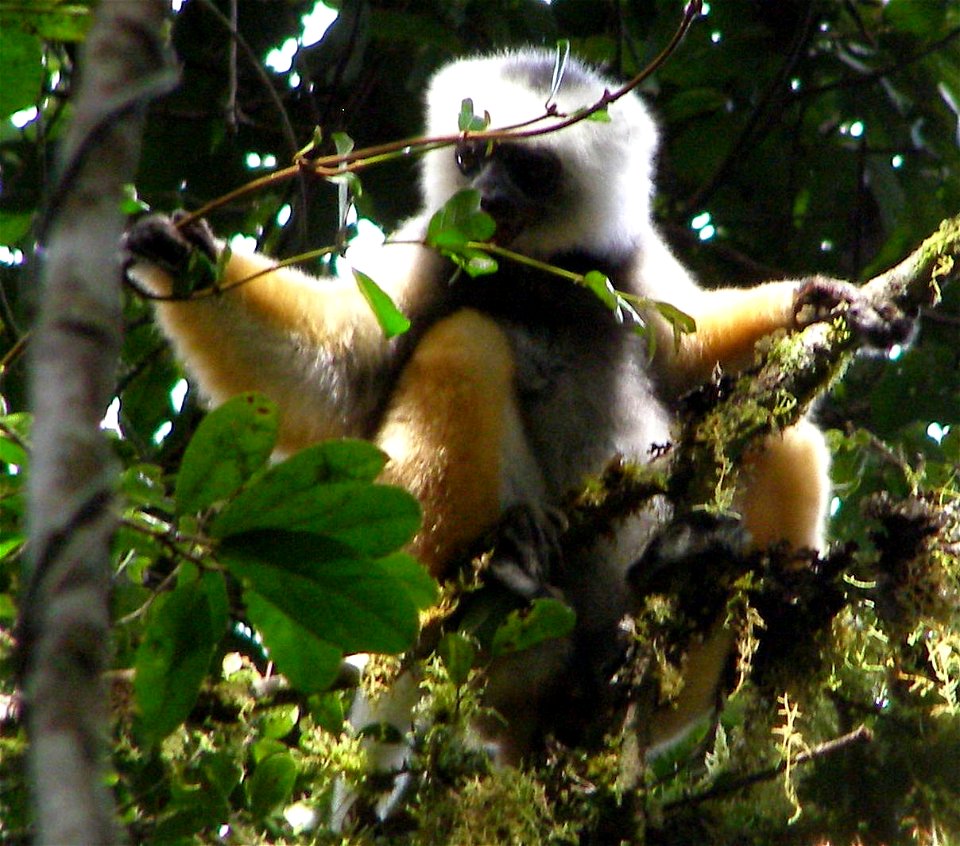 Photo taken in Mantadia National Park, Madagascar.