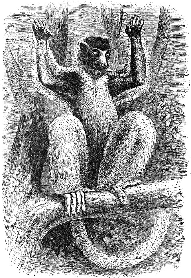 The Crowned Sifaka (Propithecus diadema coronatus).