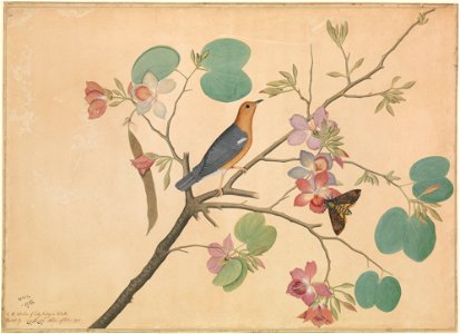 Orange-headed thrush
