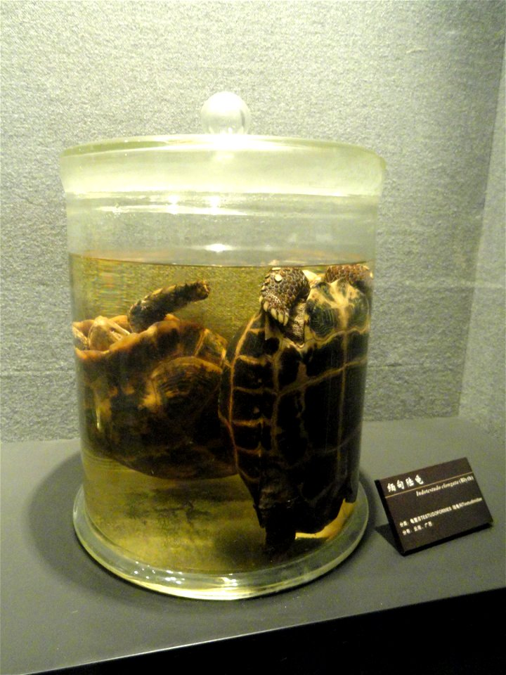 Preserved specimens in the Kunming Natural History Museum of Zoology (昆明动物博物馆), Kunming, Yunnan, China.