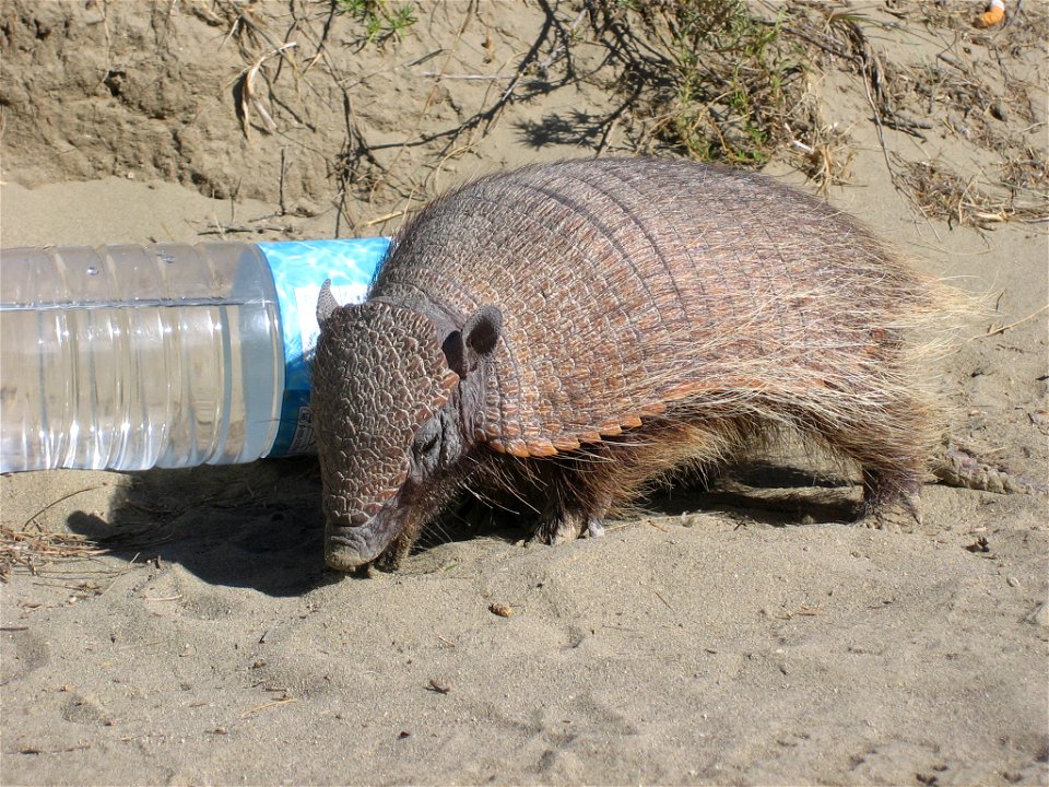 Chaetophractus villosus