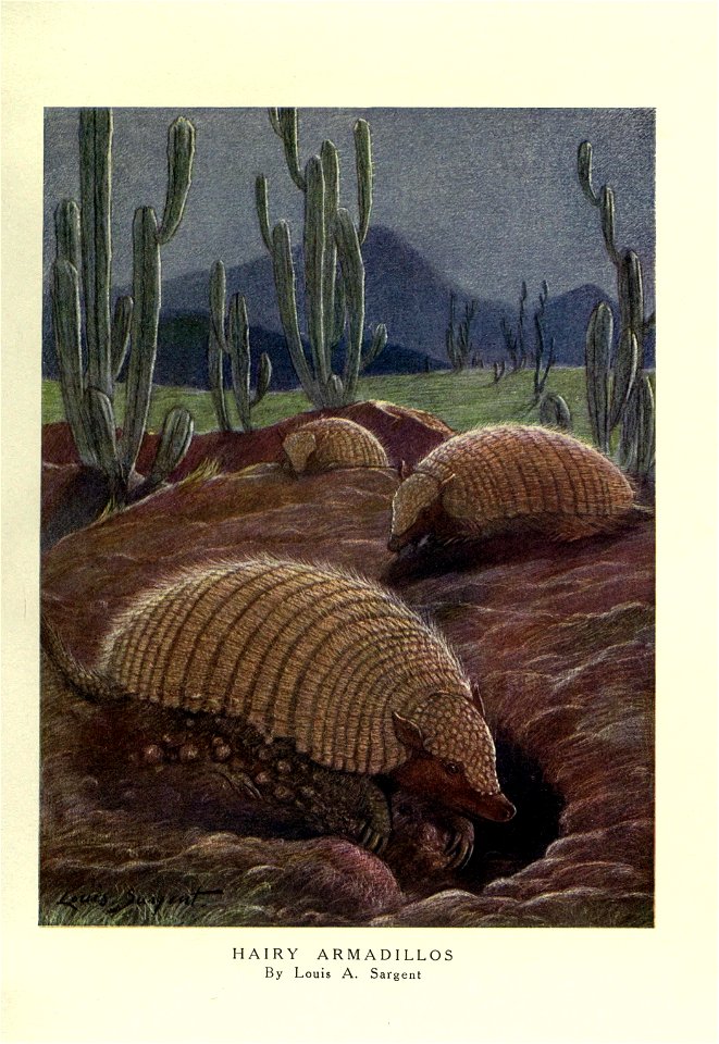 HAIRY ARMADILLOS 

By Louis A. Sargent