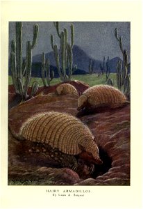 HAIRY ARMADILLOS 

By Louis A. Sargent