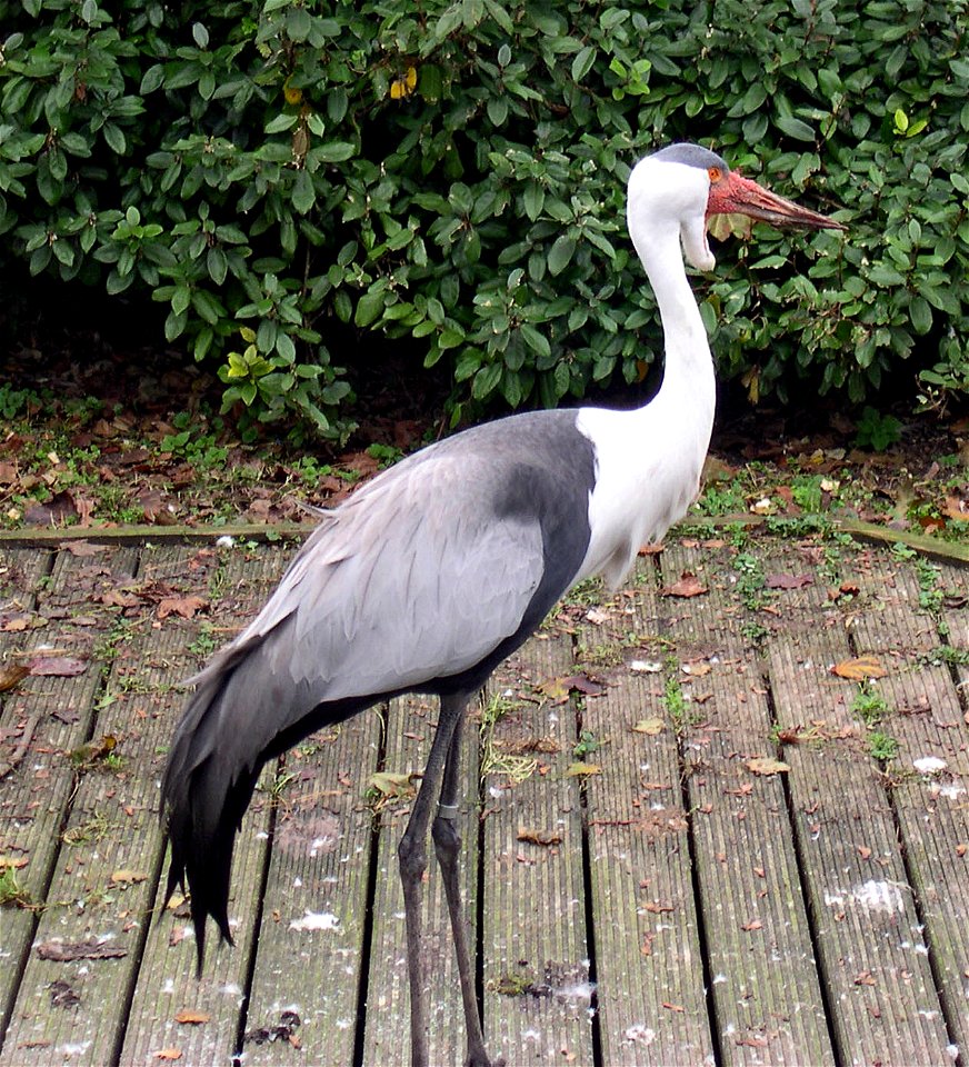 Wattled Crane (Bugeranus carunculatus) in Avifauna in The Netherlands.