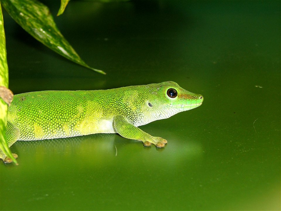 Madagascan Giant Day Gecko (Phelsuma madagascarensis)
