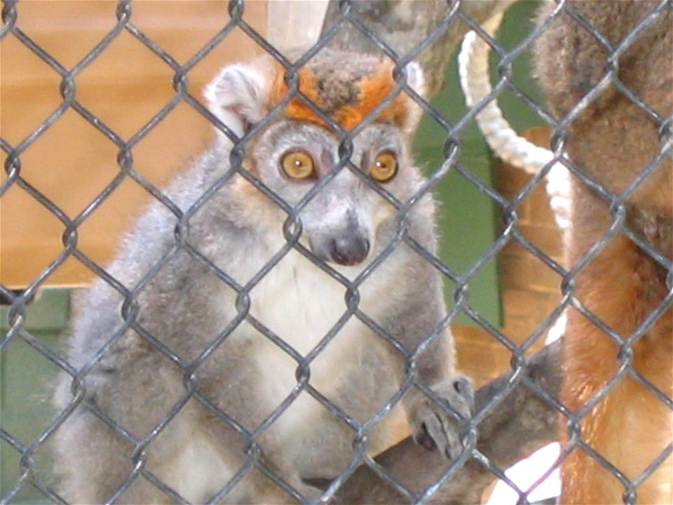 A Crowned Lemur at the Duke Lemur Center in Durham, North Carolina.