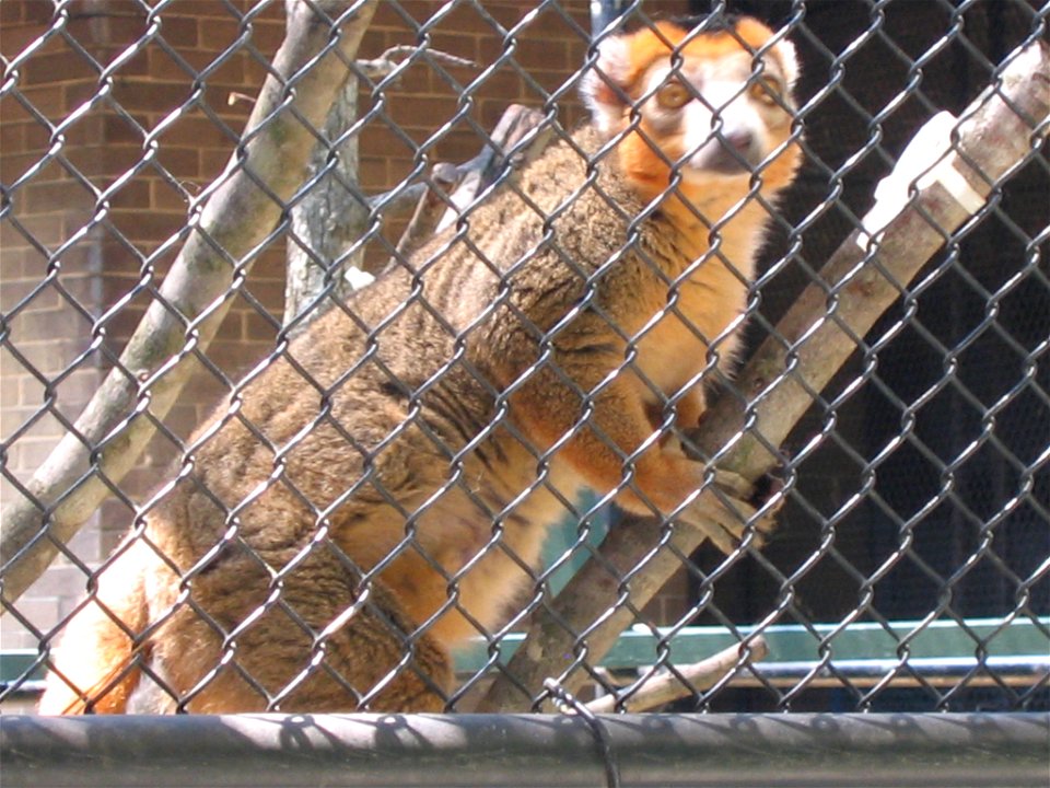 Crowned Lemur (Eulemur coronatus) at the Duke Lemur Center in Durham, North Carolina.