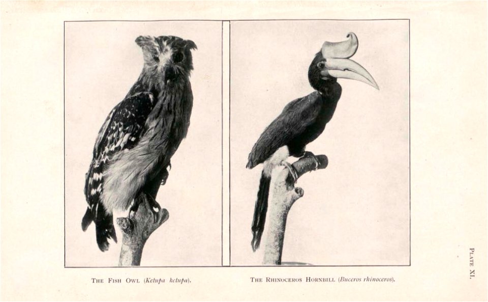 Guide to the zoological collections of the Raffles Museum, Singapore.