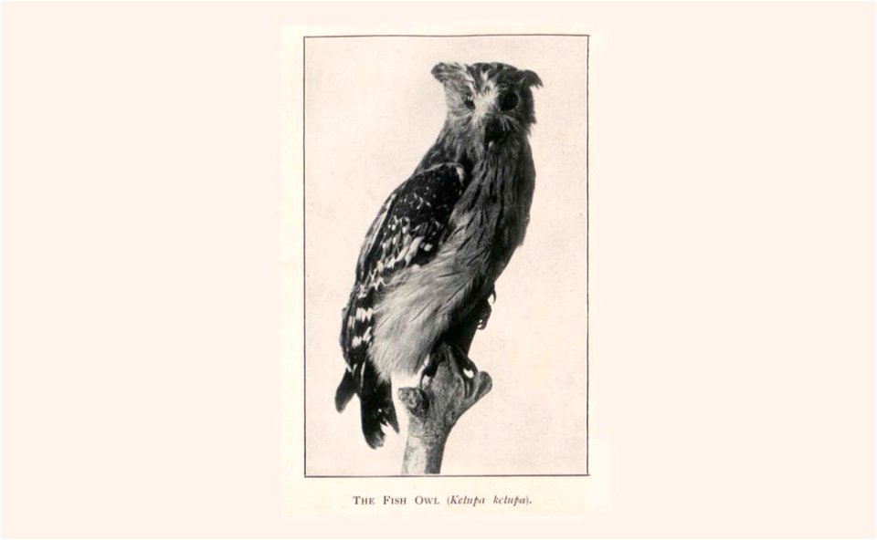 Guide to the zoological collections of the Raffles Museum, Singapore.