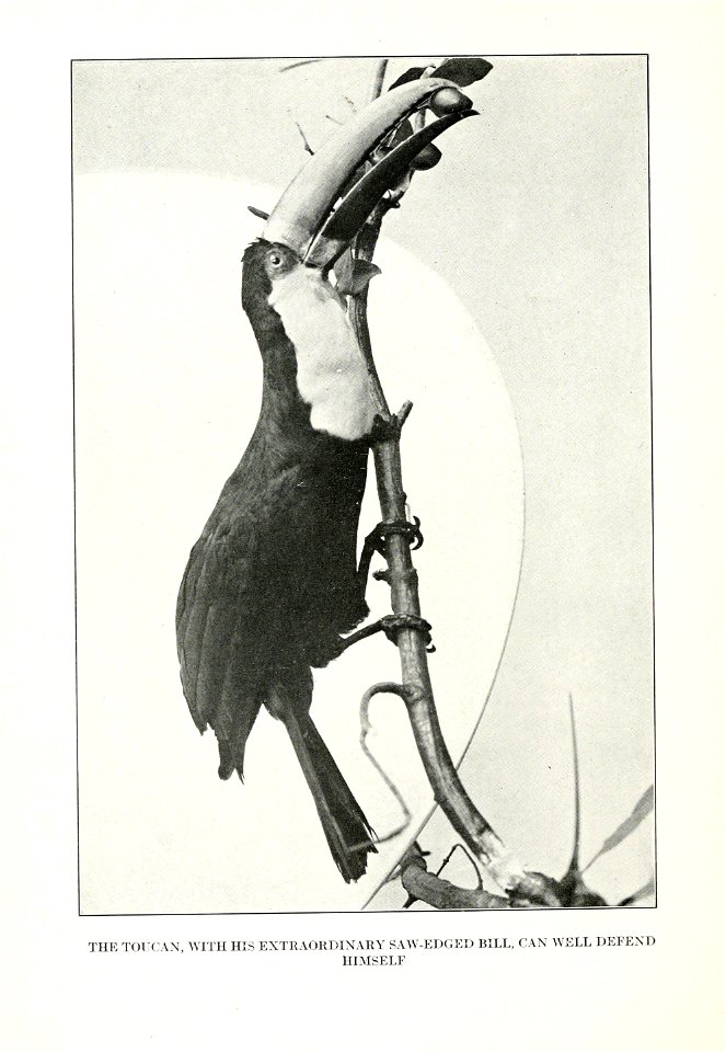 The human side of birds, by Royal Dixon; with four illustrations in colours by S. H. Wainwright, jr., and with thirty-two illustrations from photographs. photo