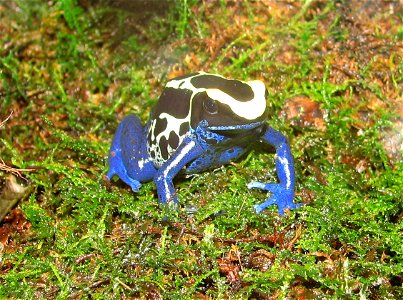 Dyeing Poison Dart Frog  (Dendrobates tinctorius) at Newport Aquarium, Newport, Ky