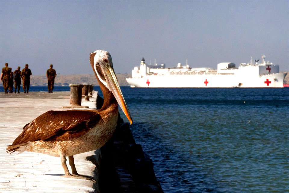 A pelican sits on a dock in front of the hospital ship USNS Comfort in the fishing town of Paita, Peru, during Continuing Promise 2011, May 6, 2011.