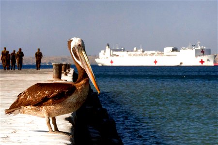 A pelican sits on a dock in front of the hospital ship USNS Comfort in the fishing town of Paita, Peru, during Continuing Promise 2011, May 6, 2011.