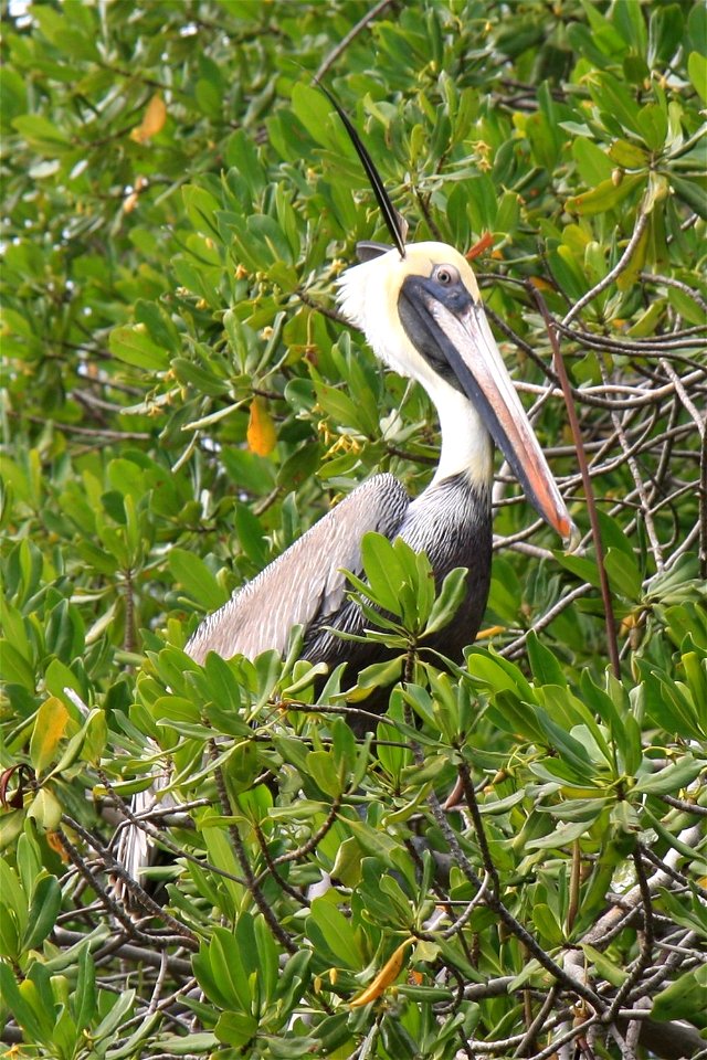 Peruvian Pelican with top feathers