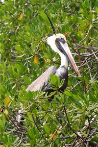 Peruvian Pelican with top feathers