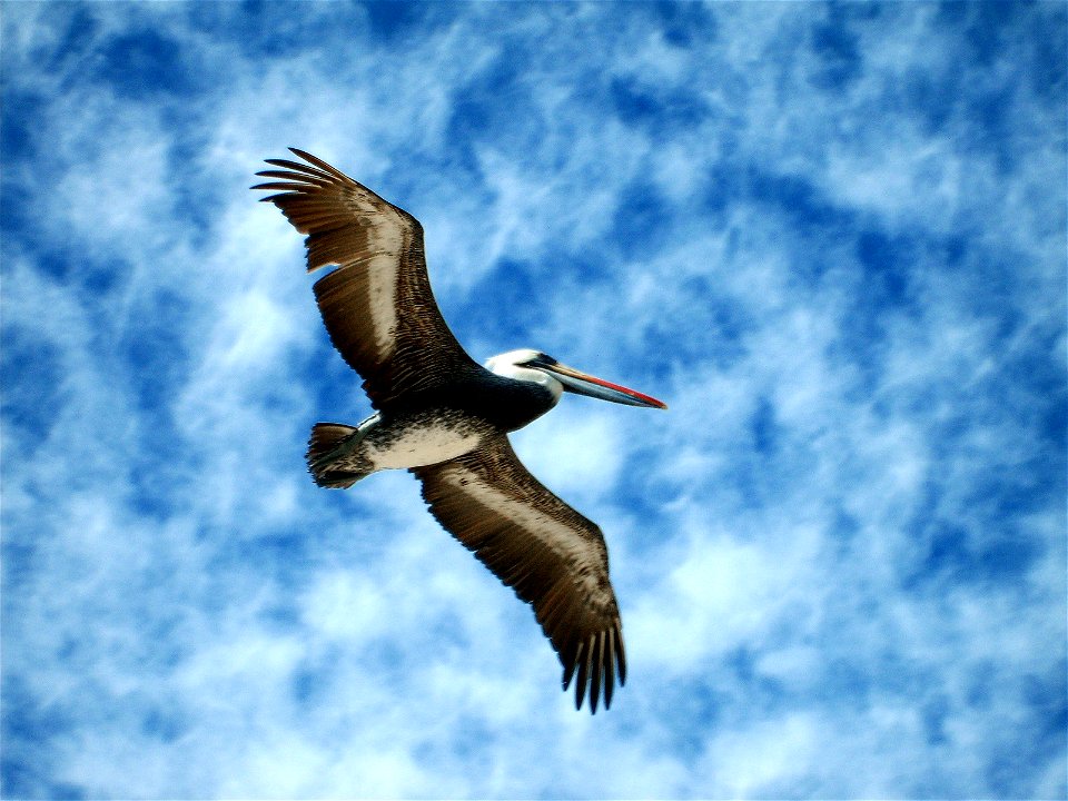 Pelican in flight. El Quisco, Chile.