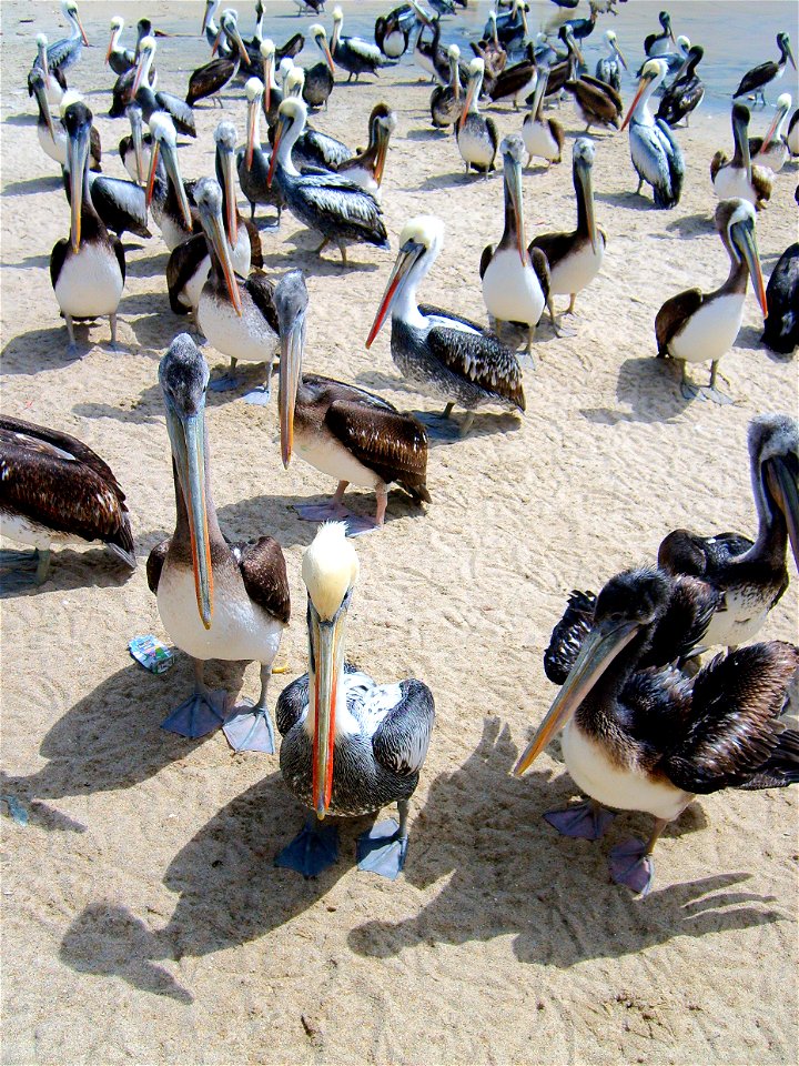 Grupo de pelícanos en la Caleta de Pescadores Artesanales de El Quisco, Chile.