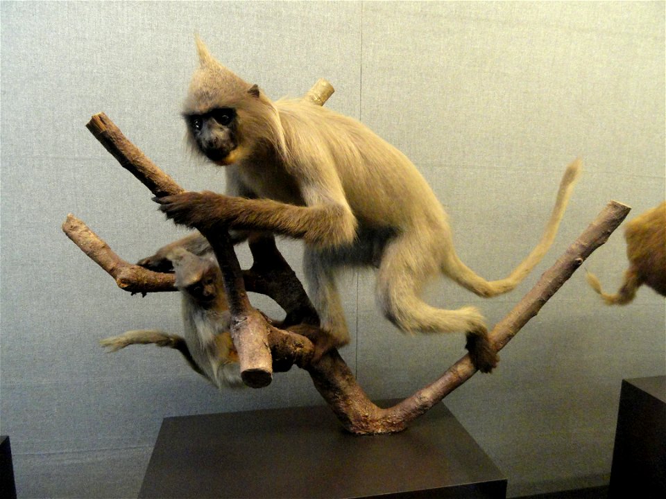 Taxidermy exhibit in the Kunming Natural History Museum of Zoology (昆明动物博物馆), Kunming, Yunnan, China.