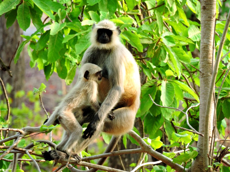 Mother's love at kkanha tiger reserve