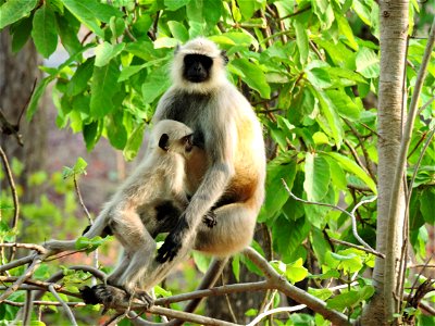 Mother's love at kkanha tiger reserve
