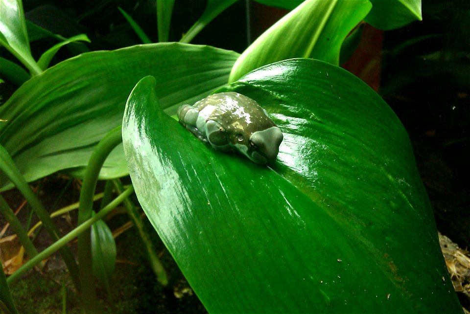 Phila Zoo -- Juvenile of Trachycephalus resinifictrix.