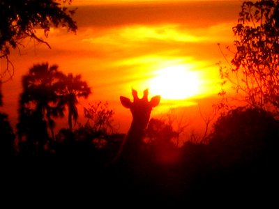 Girafe seen at sunset time, Botswana, 16/04/2006