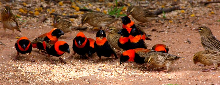 Euplectes orix - females feeding with males in breeding plumage, Gauteng, South Africa