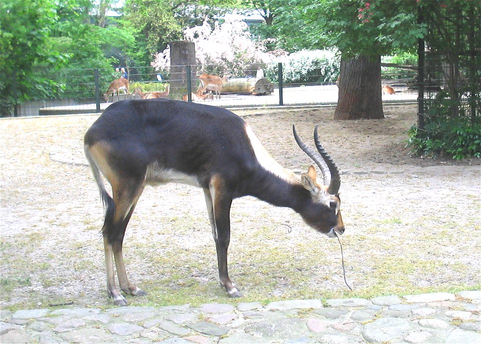 Weißnacken-Moorantilope (Kobus megaceros)im Zoologischen Garten Berlin