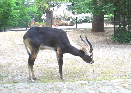 Weißnacken-Moorantilope (Kobus megaceros)im Zoologischen Garten Berlin photo