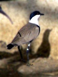 Taken in the Garden for Zoologic Research, Tel Aviv University, Israel. photo