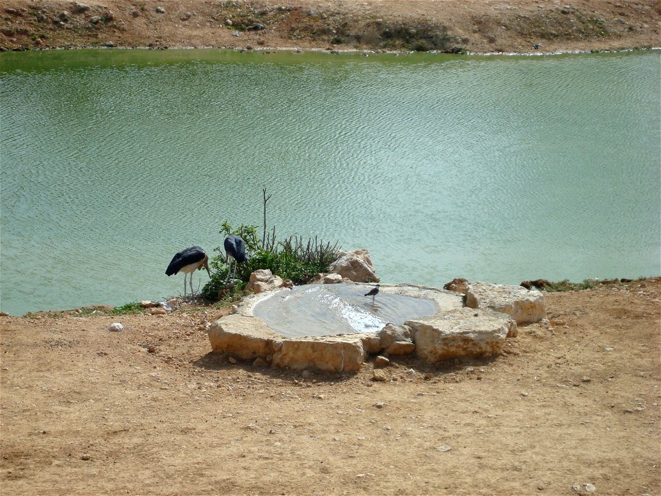 Wildlife and Plants of Israel
