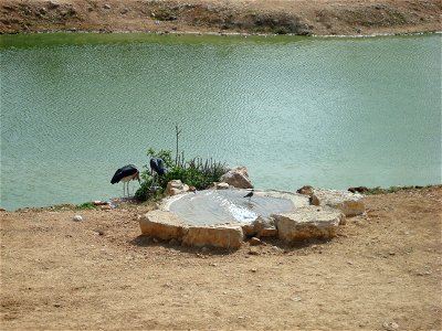 Wildlife and Plants of Israel