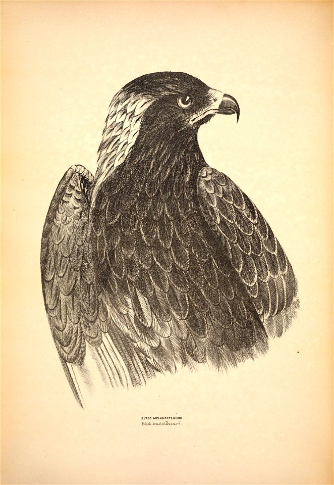 BUTEO MELANOSTERNON 

Slack .lorea.steol B.U2 iia-r d .