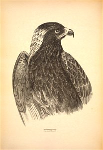 BUTEO MELANOSTERNON 

Slack .lorea.steol B.U2 iia-r d .