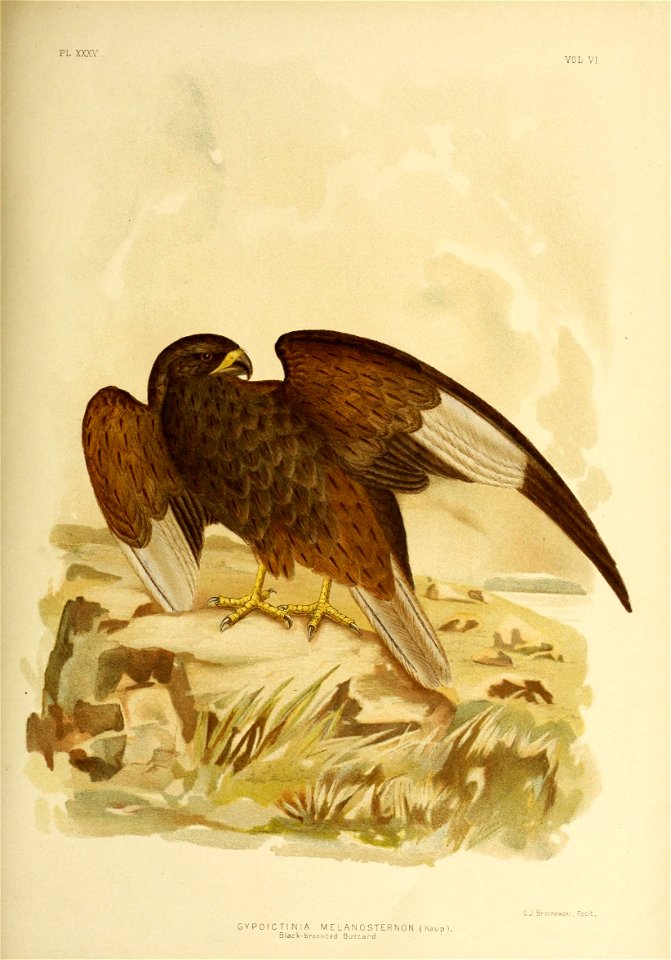 PL XXXV 
VOL VI 
GYPOICTINIA M ELAIMOSTERNON ( Kaup). 
Black-breasted Buzzard. 

G J.Broinowski , Fecit.