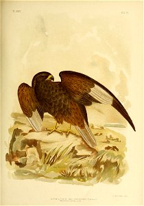 PL XXXV 
VOL VI 
GYPOICTINIA M ELAIMOSTERNON ( Kaup). 
Black-breasted Buzzard. 

G J.Broinowski , Fecit.