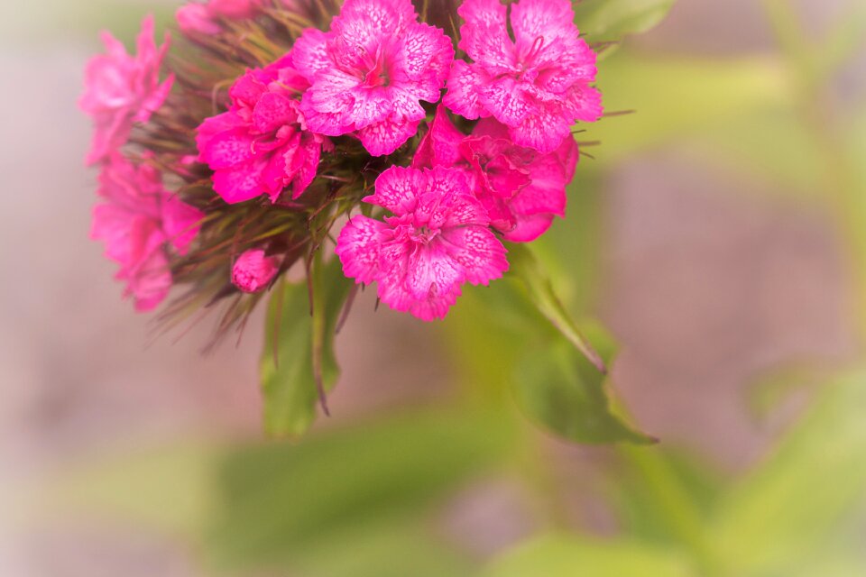 Bloom pink blossom pink flower photo