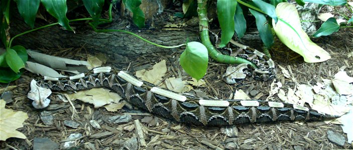 West African gaboon viper (Bitis gabonica rhinoceros)